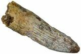 Fossil Sauropod Dinosaur (Titanosaur) Tooth - Morocco #298513-1